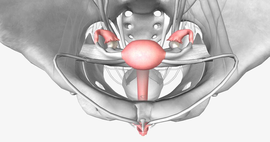 Female Pelvis