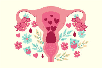 Phases Of The Menstrual Cycle